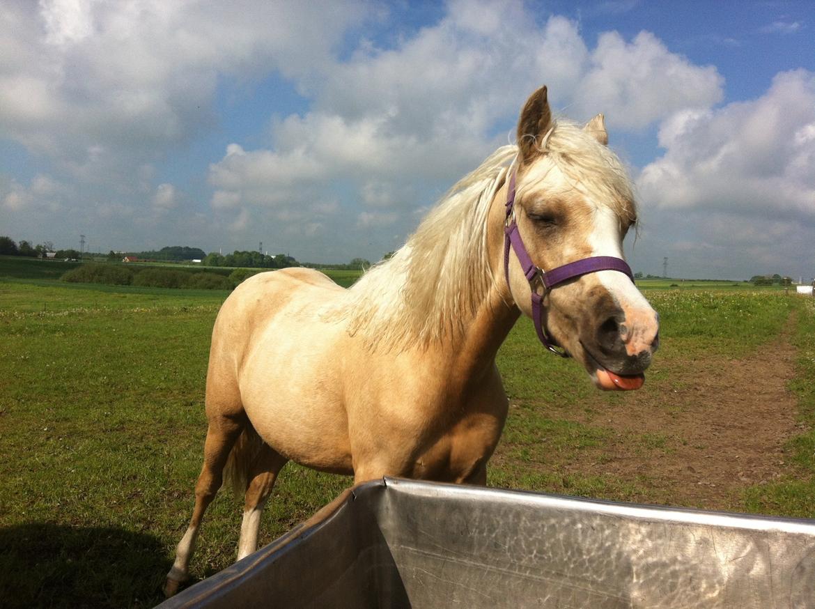 Palomino Elmegaardens Eminence billede 9