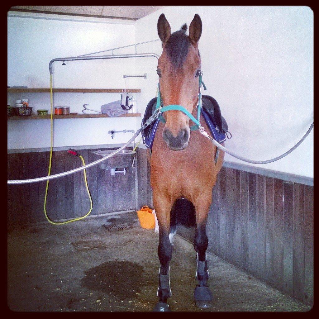 Dansk Varmblod Storbjergs Cassiopeia RDS - Klar til ridetur en søndag morgen! Juni 2014. billede 15