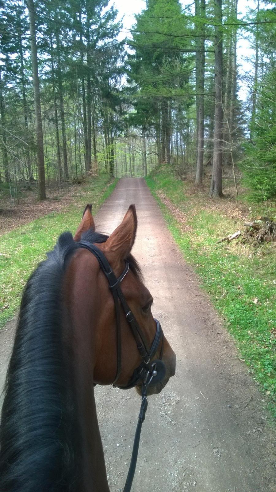 Dansk Varmblod Storbjergs Cassiopeia RDS - Første skovtur på egen hold - kun 5 år gammel og en lille engel :) April 2014. billede 17