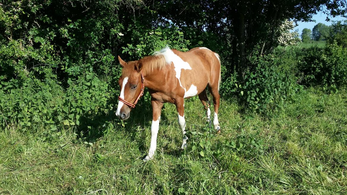 Anden særlig race Lucky - Lige da vi fik Lucky hjem..  billede 2