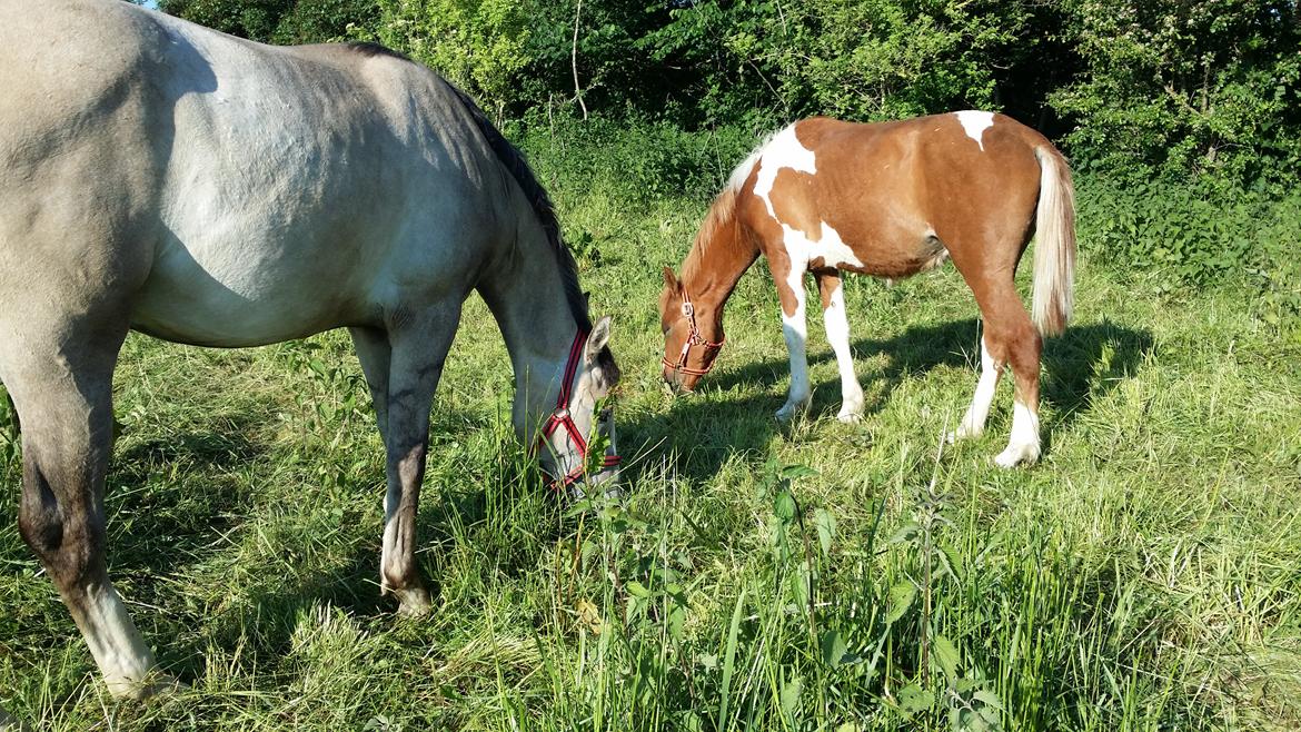 Anden særlig race Lucky - Lige da vi fik Lucky hjem..  billede 3