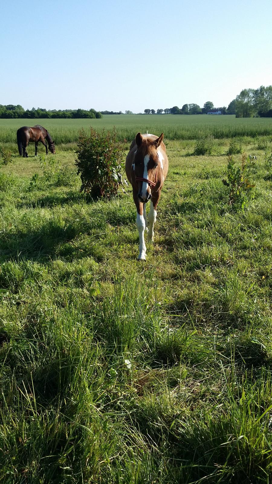 Anden særlig race Lucky billede 4