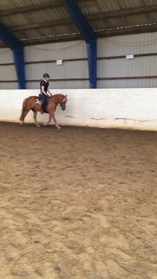 New Forest Glenwood Moulin Rouge - Første gang fri i ridehuset og første gang uden longe billede 4