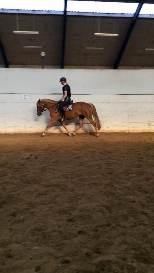 New Forest Glenwood Moulin Rouge - igen første gang i ridehus og uden longen billede 5