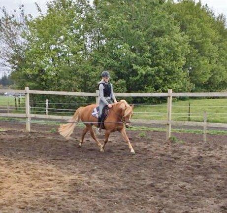 New Forest Glenwood Moulin Rouge - Mulle første gang i trav med rytter på billede 3