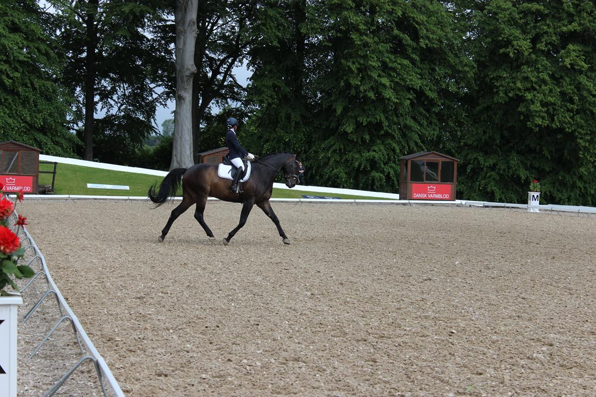 Dansk Varmblod Sandro billede 6