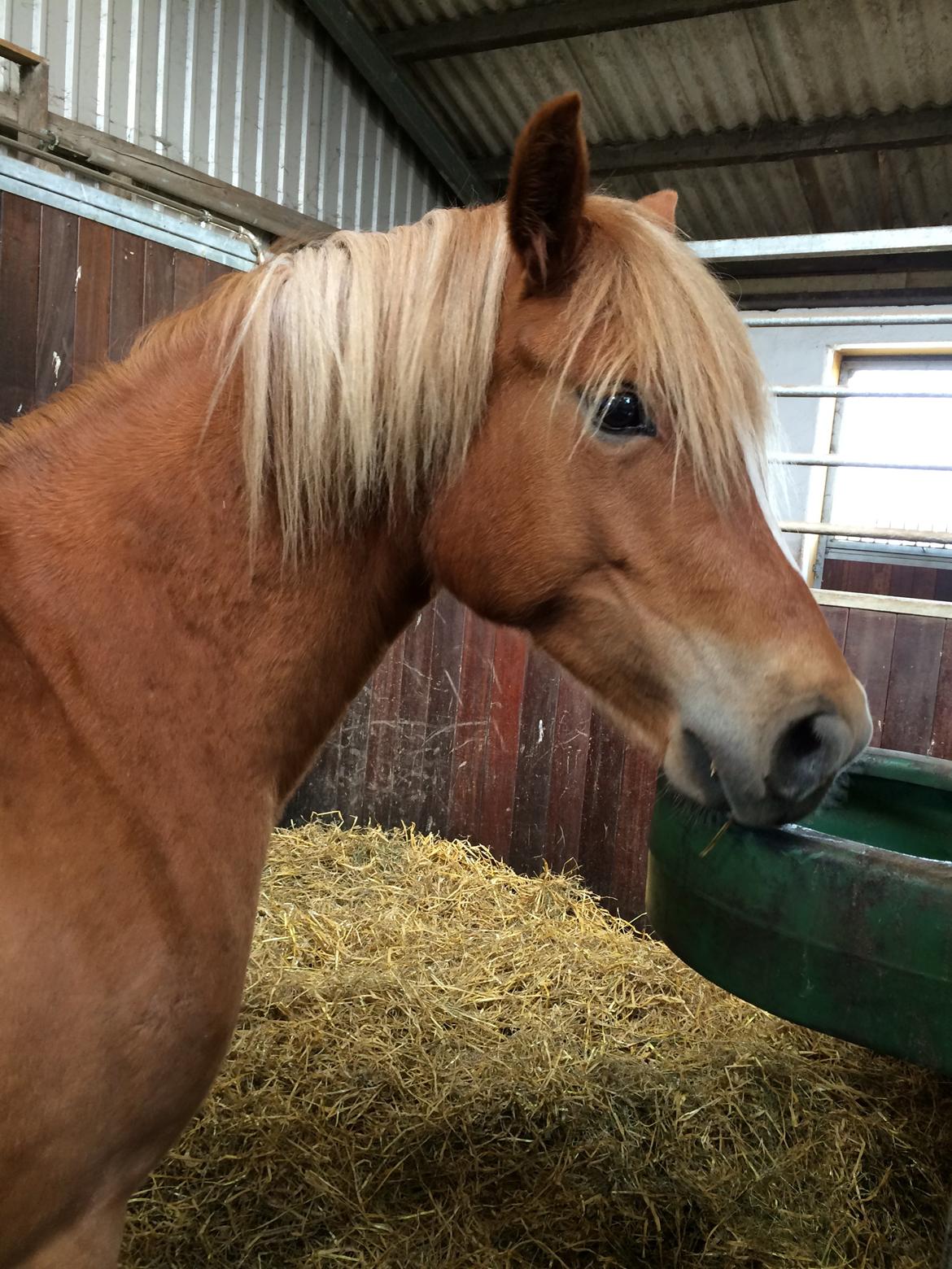 New Forest Glenwood Moulin Rouge billede 6