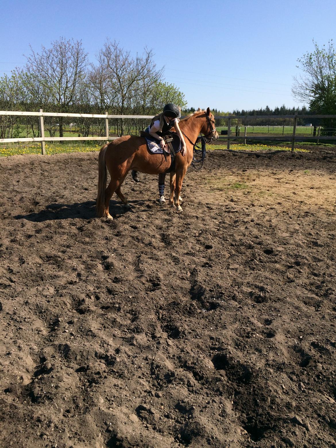 New Forest Glenwood Moulin Rouge - Fra første gang vi arbejdede med vægt i sadlen. billede 2