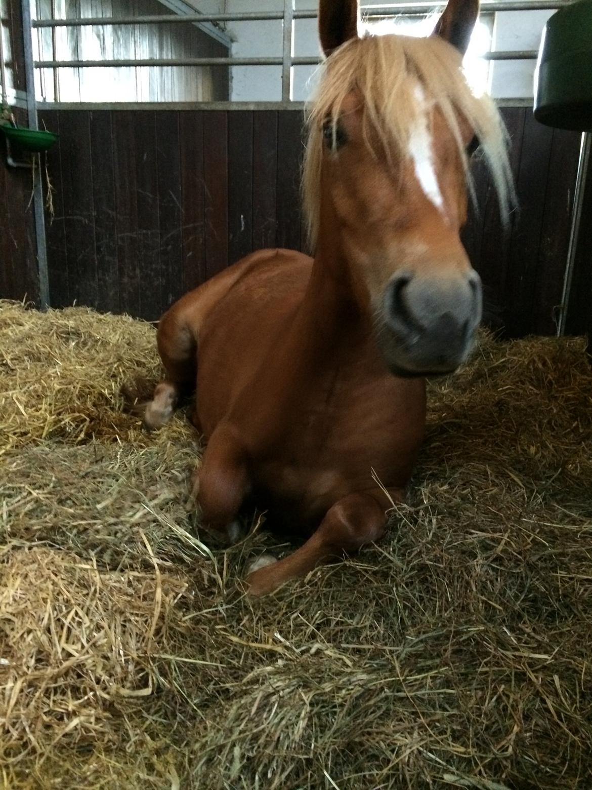 New Forest Glenwood Moulin Rouge billede 8