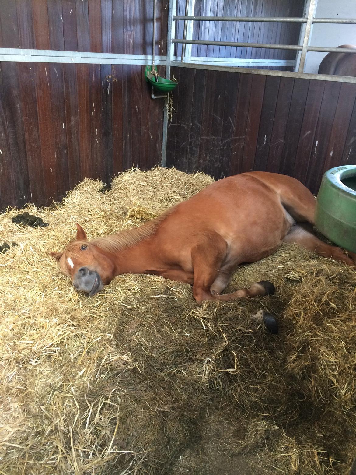 New Forest Glenwood Moulin Rouge - En lille træt pony på skolen billede 9