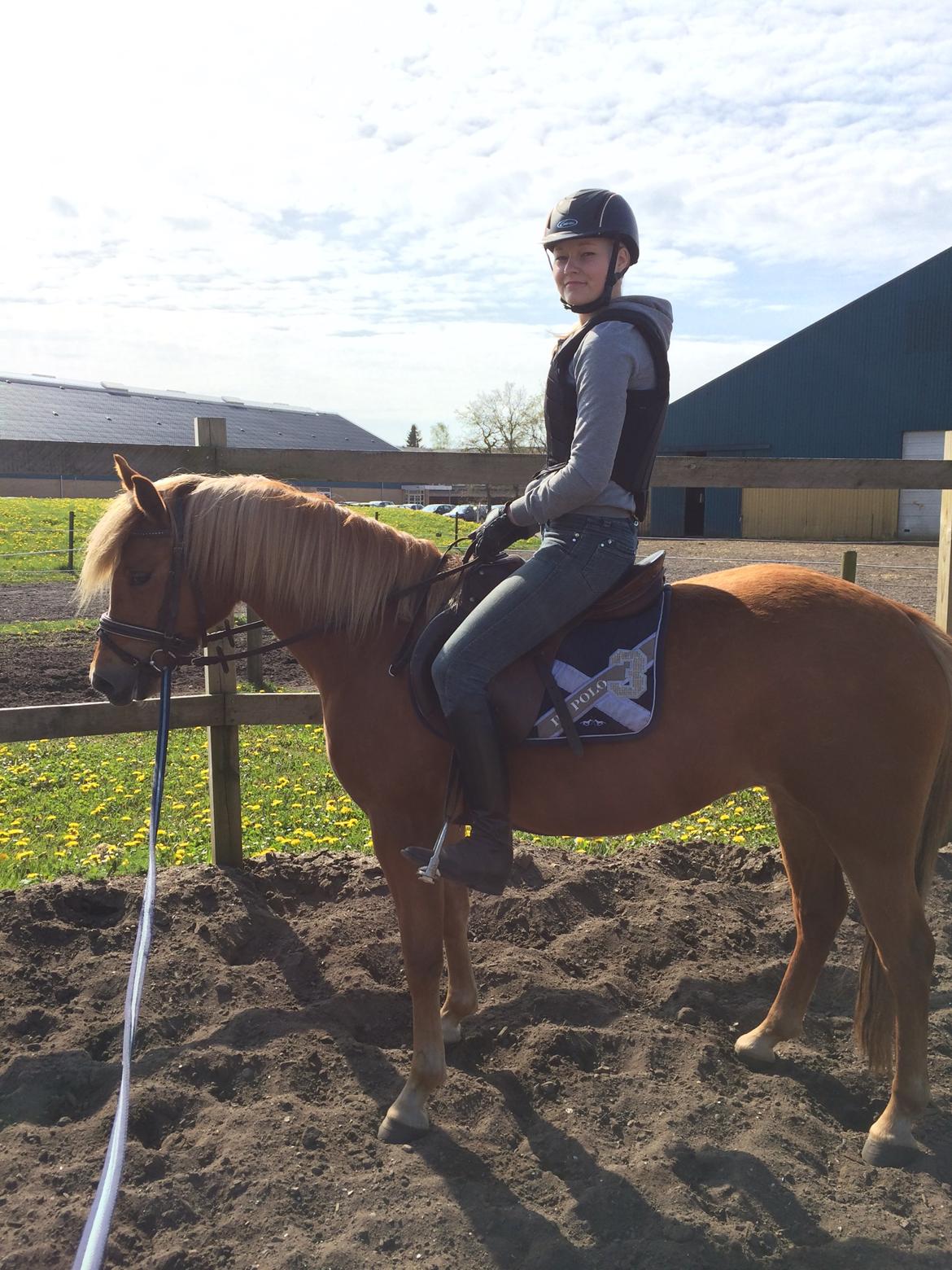 New Forest Glenwood Moulin Rouge - Seje mulle med rytter på for første gang billede 10