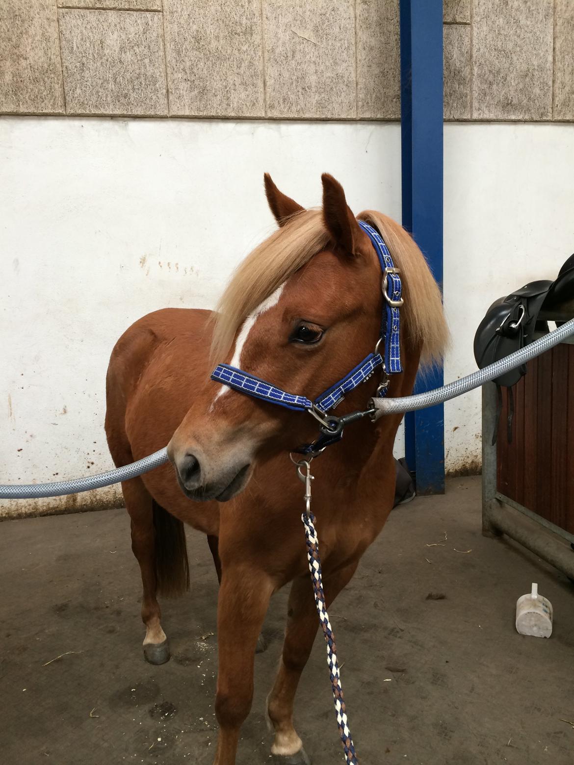 New Forest Glenwood Moulin Rouge billede 7