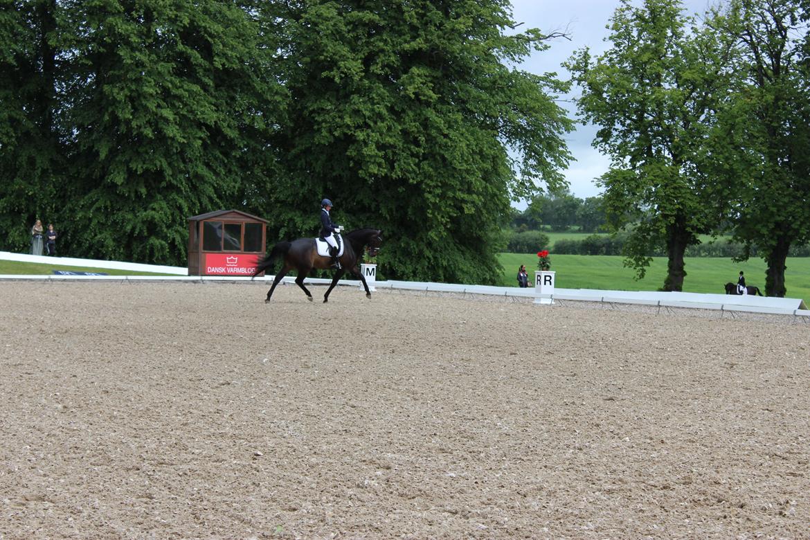 Dansk Varmblod Sandro billede 4