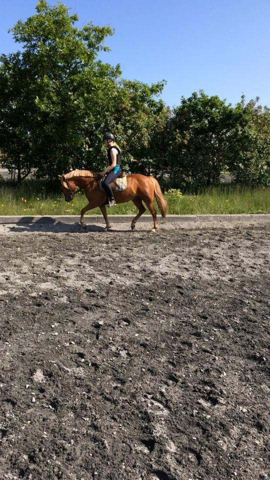 New Forest Glenwood Moulin Rouge - Velkommen til Glenwood Moulin Rouge billede 1