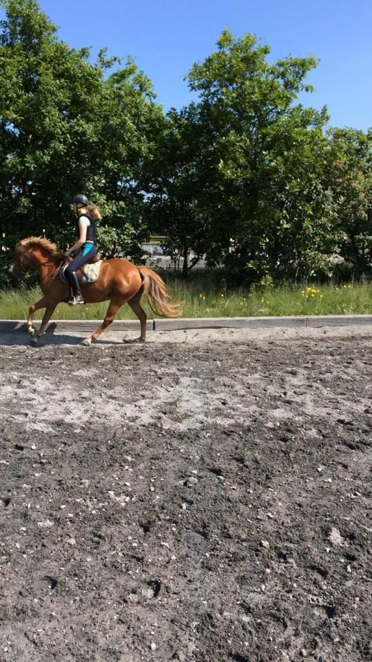 New Forest Glenwood Moulin Rouge - Første gang på udendørs banen og så med galop. D. 1/6-2014 billede 11