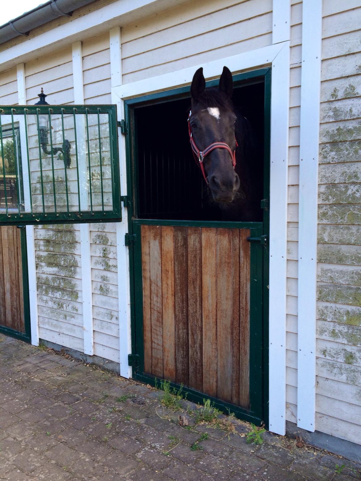 Hollandsk Varmblod Wilma *Solgt-savnet* billede 2