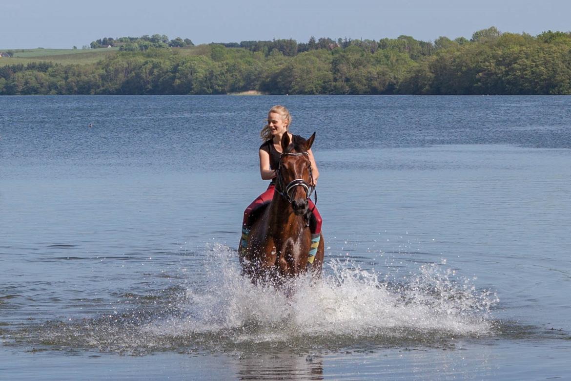 Dansk Varmblod Krogagers Cilla - Fussingø 30/5-2014 Lille brun er sej!!!  billede 6