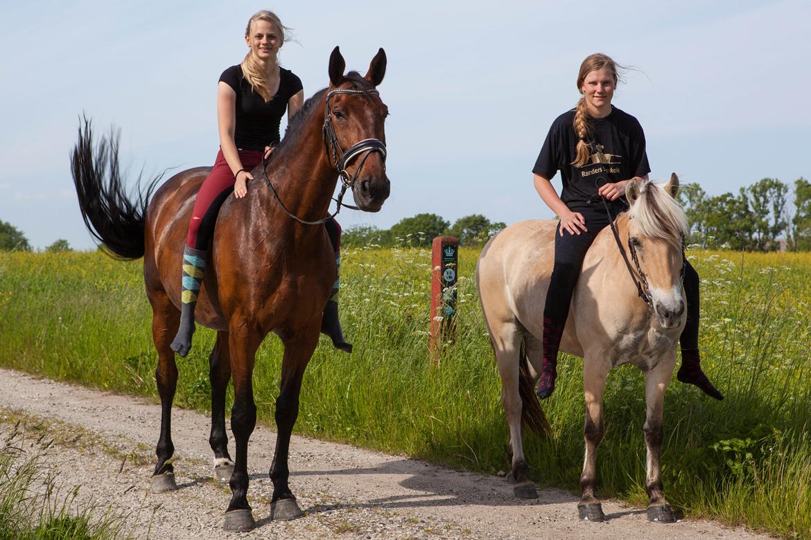 Dansk Varmblod Krogagers Cilla - Venner <3. billede 14