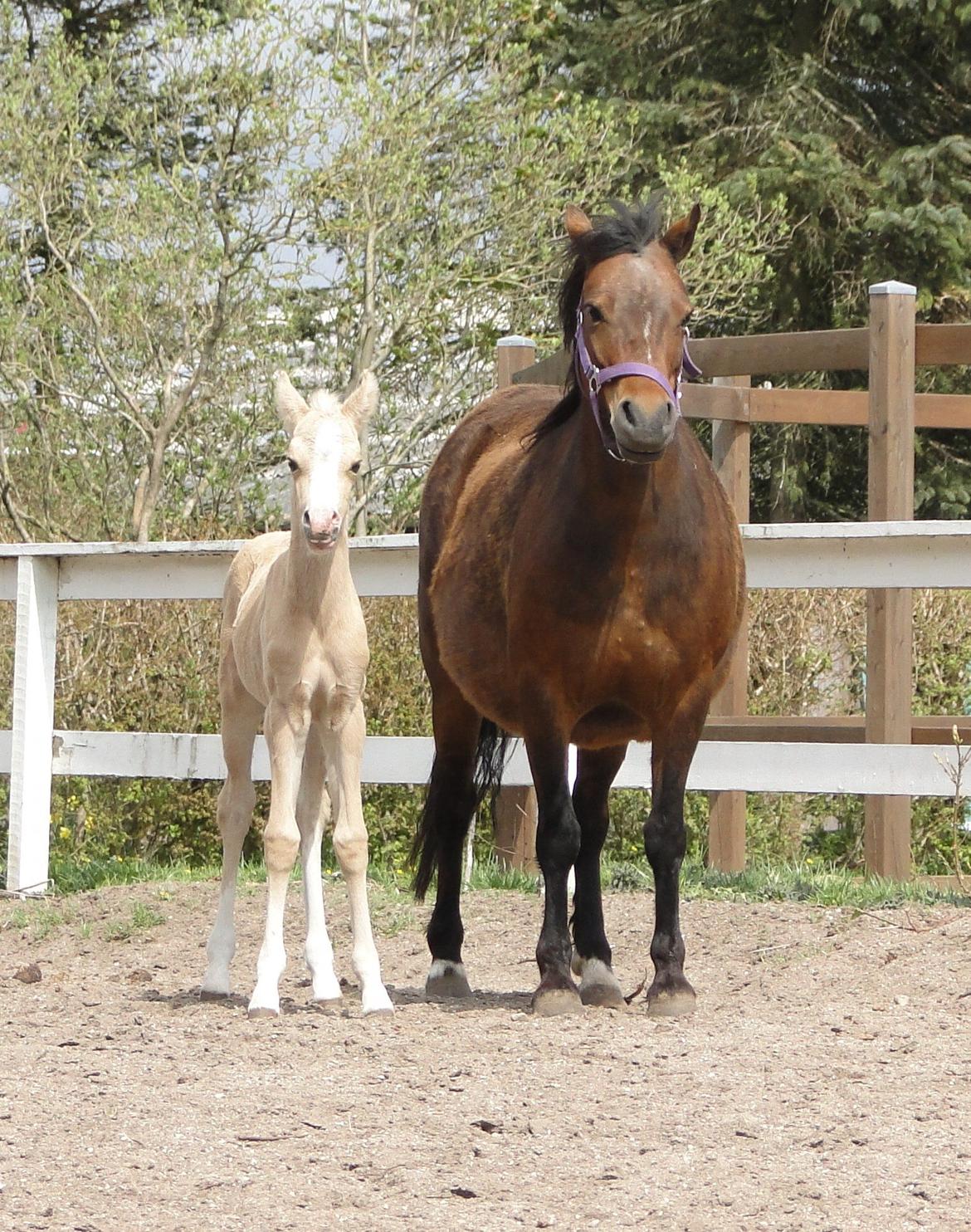 Palomino Elmegaardens Eminence billede 8