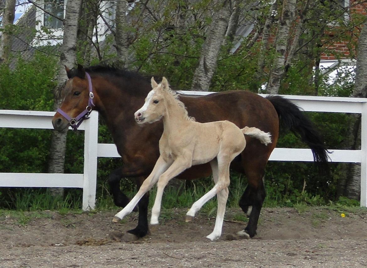 Palomino Elmegaardens Eminence billede 6