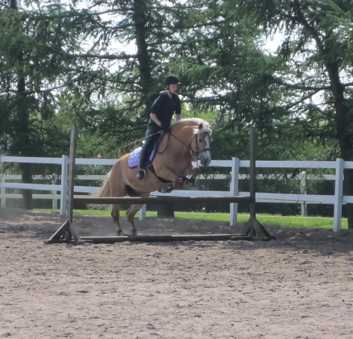 Haflinger Grynet (Kaldes Gry) - Springning... <3 billede 4