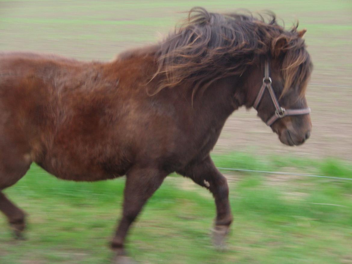 Shetlænder Pocahontas  -  løbe, løbe<3 billede 9