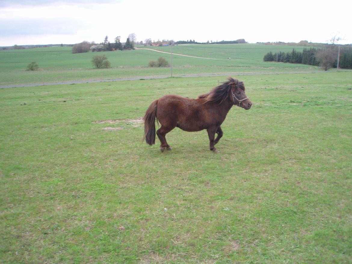 Shetlænder Pocahontas  - <3 billede 10