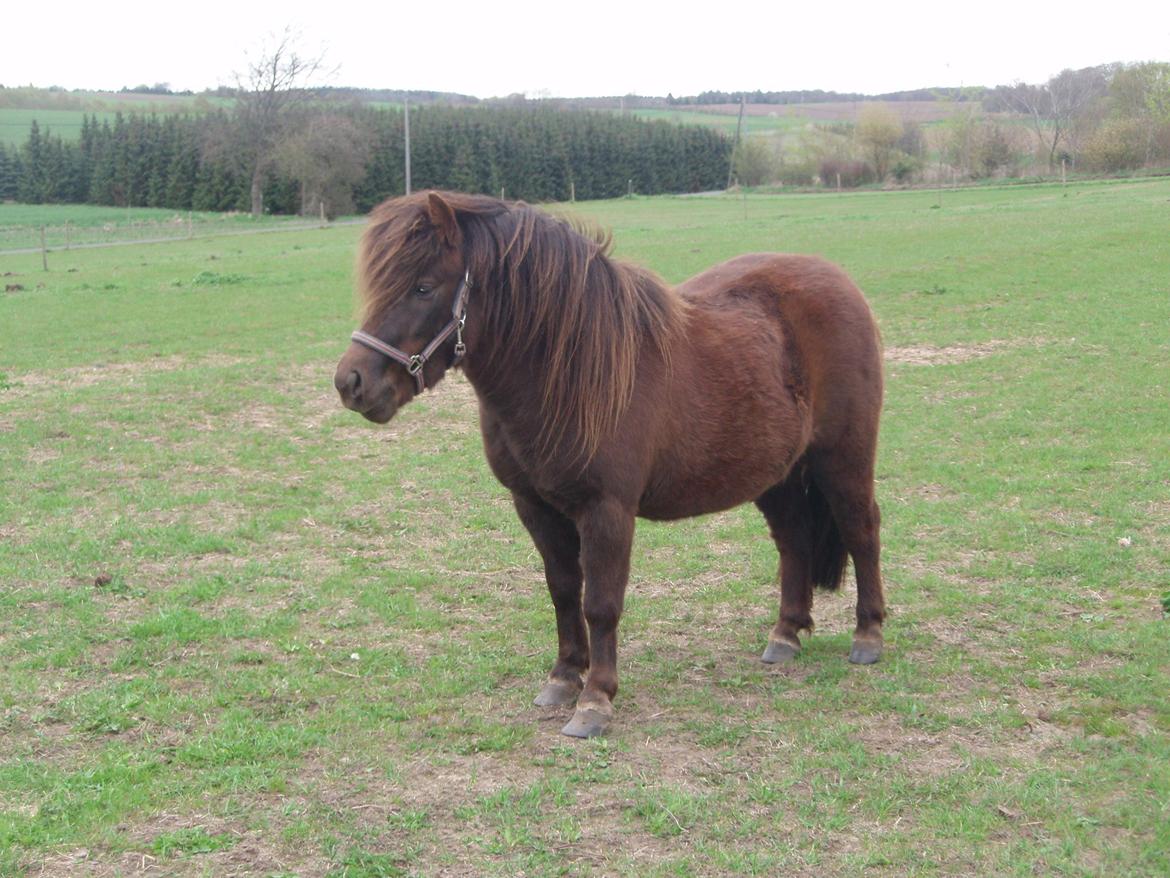 Shetlænder Pocahontas  billede 11