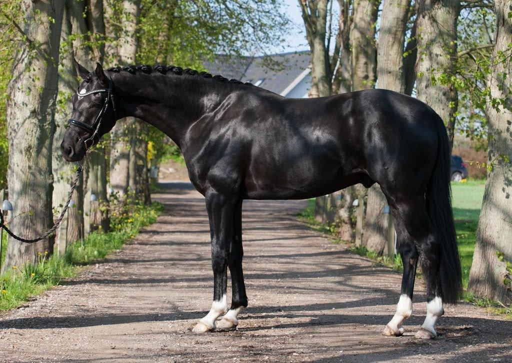 Dansk Varmblod Gørklintgårds Silvio - Foto: Tine Bjørnø. Silvio som 3 års. billede 1