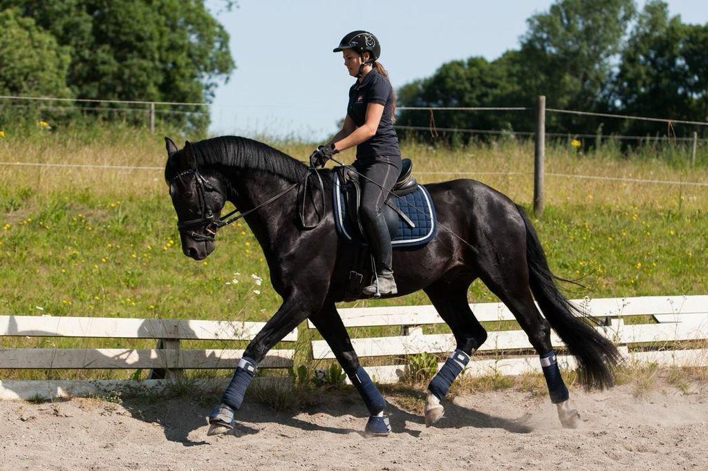 Dansk Varmblod Gørklintgårds Silvio - Foto: Tine Bjørnø. Silvio 3 år. Sidste ridetur inden voksefri. Sommeren 2013. billede 12