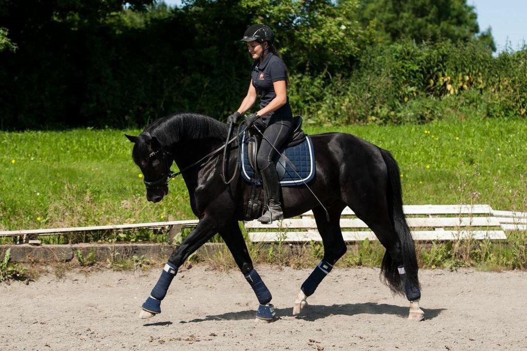 Dansk Varmblod Gørklintgårds Silvio - Foto: Tine Bjørnø. Silvio 3 år. Sidste ridetur inden voksepause. Sommeren 2013. billede 21