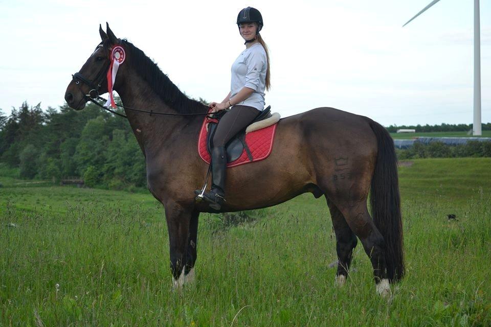 Dansk Varmblod - Laurberggaard's Ludwig - <3 billede 48