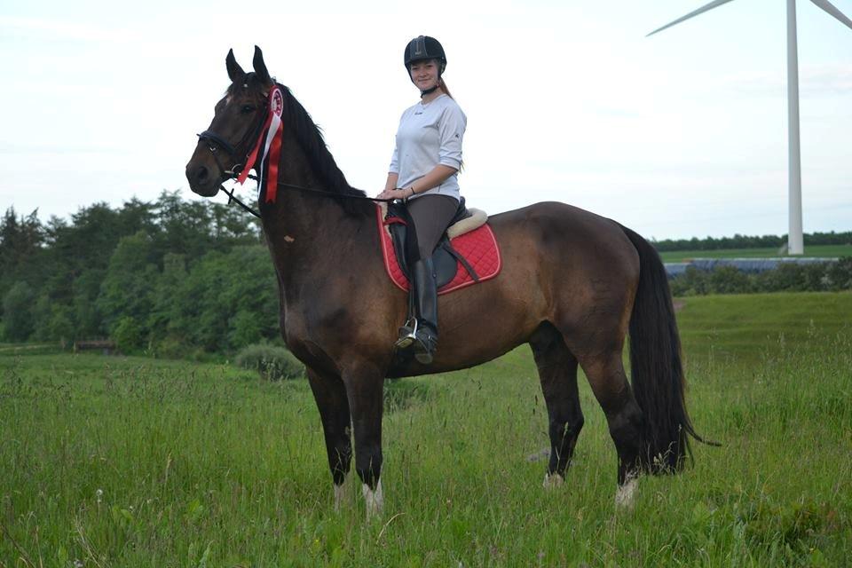 Dansk Varmblod - Laurberggaard's Ludwig - Min smukkeste skat <3 billede 42