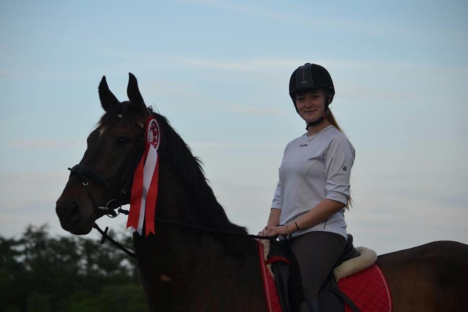 Dansk Varmblod - Laurberggaard's Ludwig - Verdens bedste ven <3 billede 29