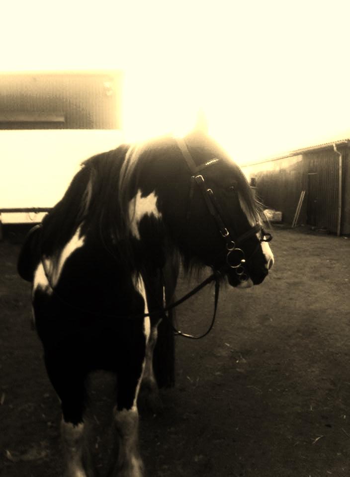 Irish Cob Duke billede 3