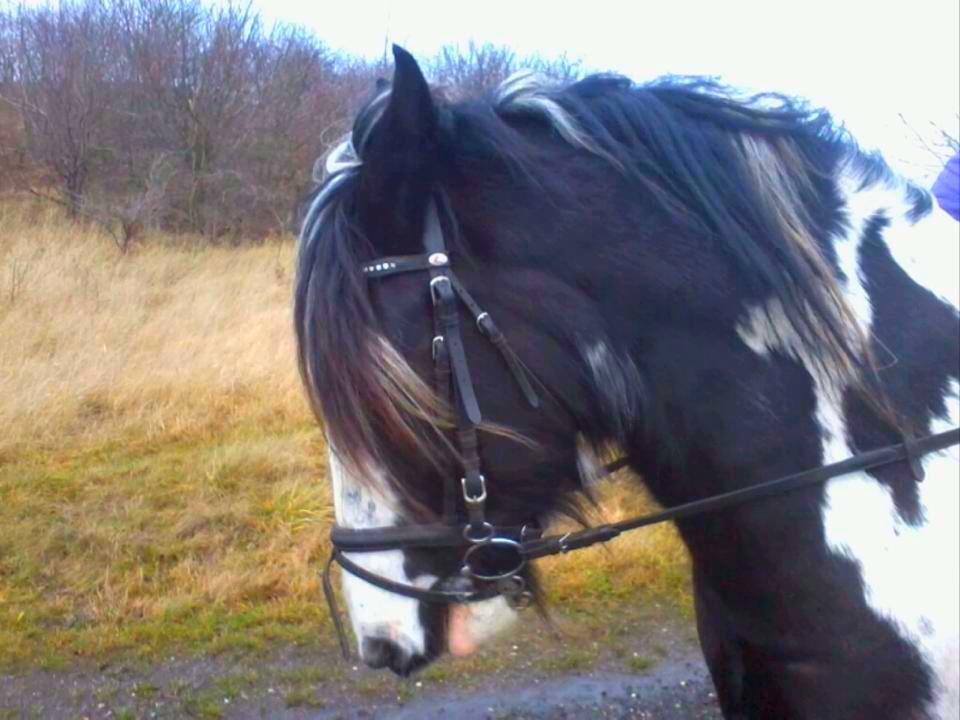 Irish Cob Duke billede 2