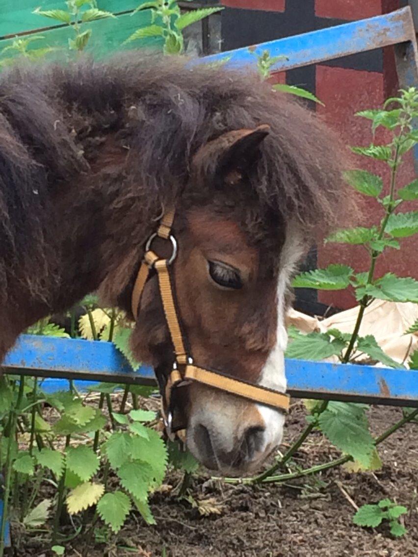 Anden særlig race Valdemar billede 1