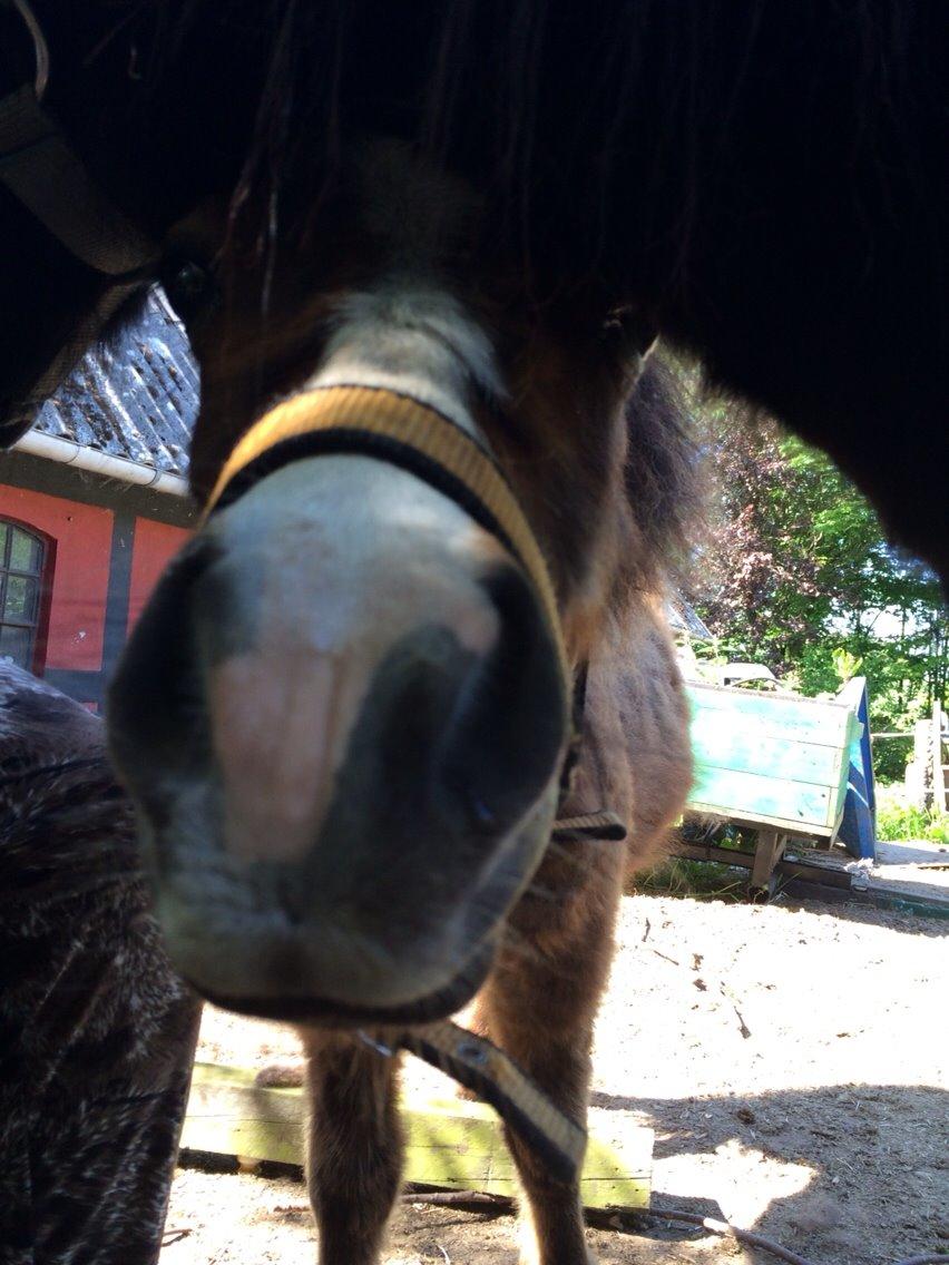Anden særlig race Valdemar billede 3