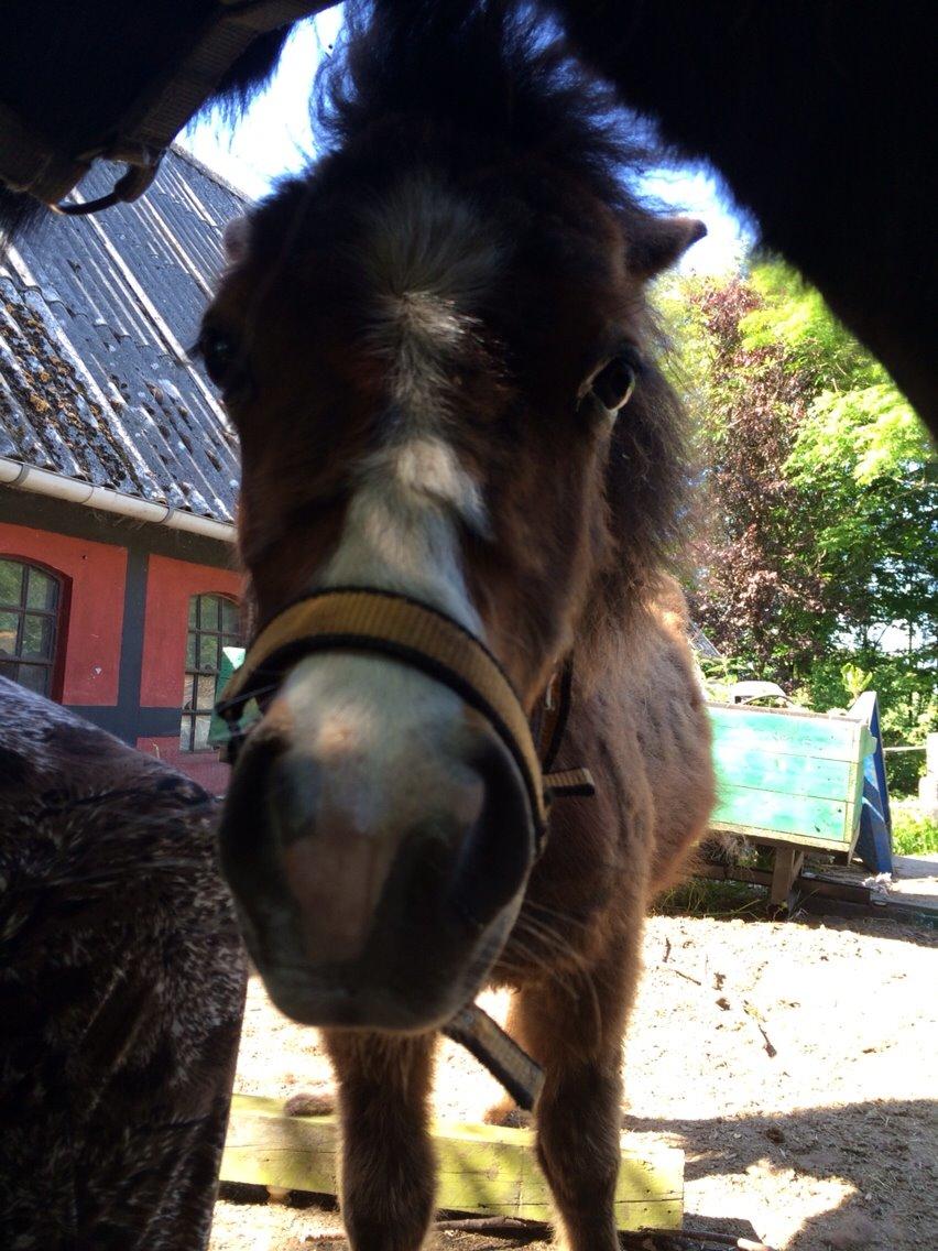 Anden særlig race Valdemar billede 4