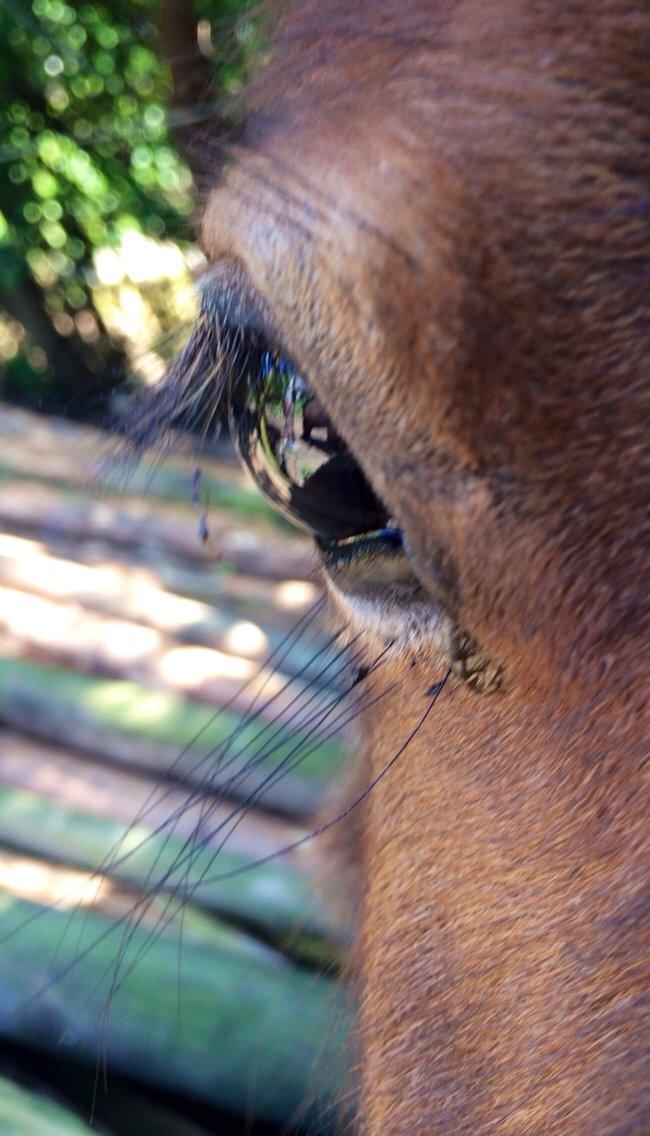 Anden særlig race Valdemar billede 5