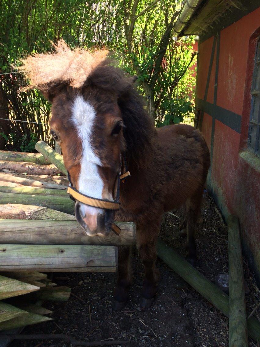 Anden særlig race Valdemar billede 6