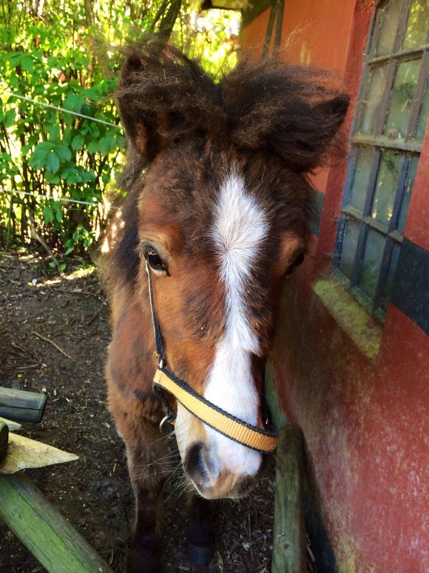 Anden særlig race Valdemar billede 7