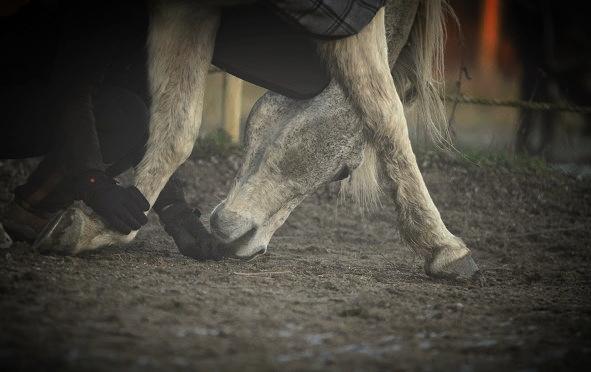 Arabisk fuldblod (OX) Shaman OX - den er der så snart min dreng!!!! <3 
Foto: Freja "Vi To" billede 9