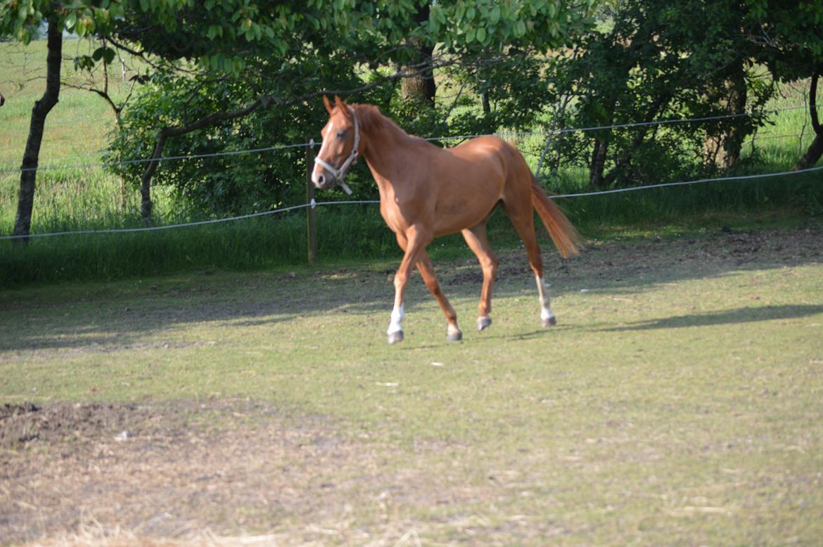 DSP Aleksander - Ny fold, og tre lækre hopper, efter han blev slagtet af en de andre vallakker billede 12