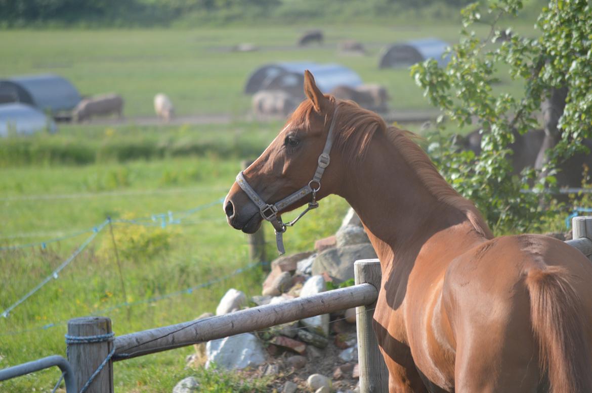 DSP Aleksander - Smukke fyr! <3 billede 1