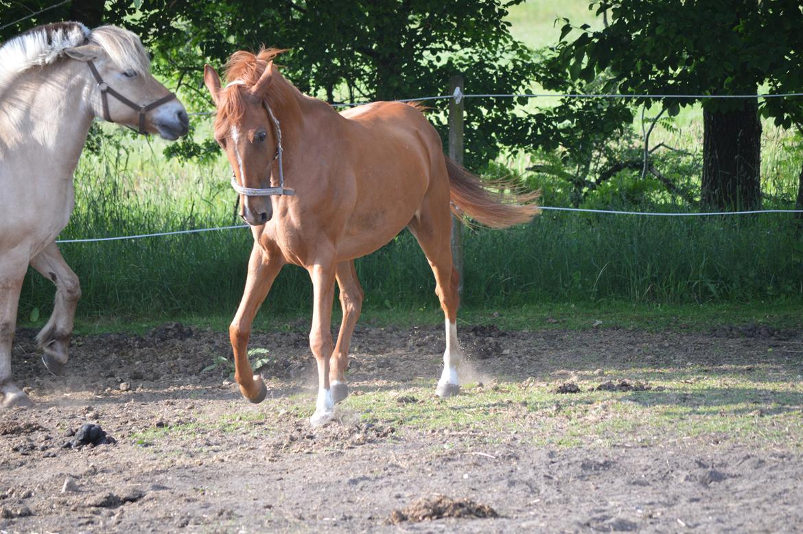 DSP Aleksander - Sure gimpe, den hoppe ;) billede 13