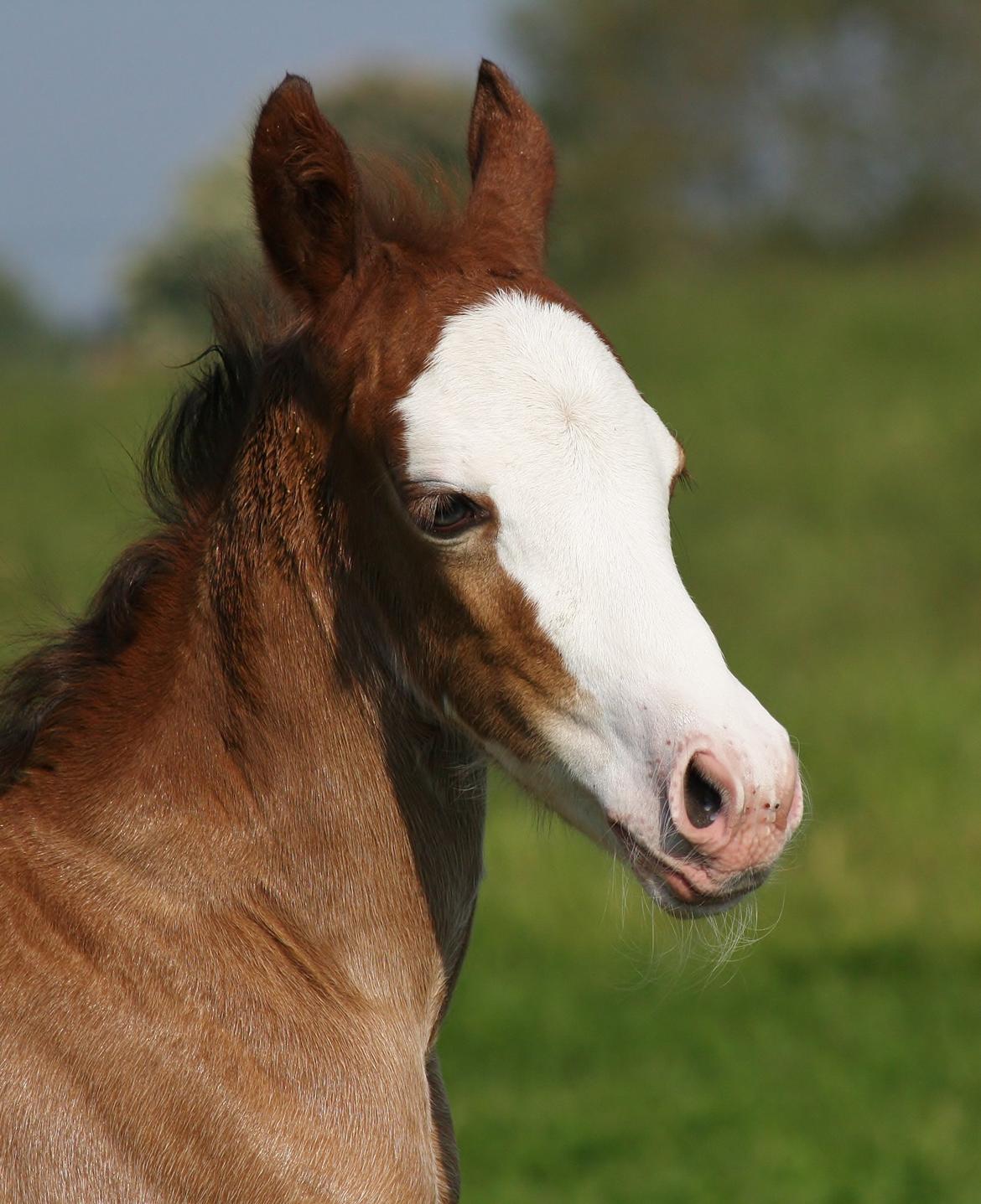 Welsh Cob (sec D) Melanders Flora - 3 dage gammel billede 9