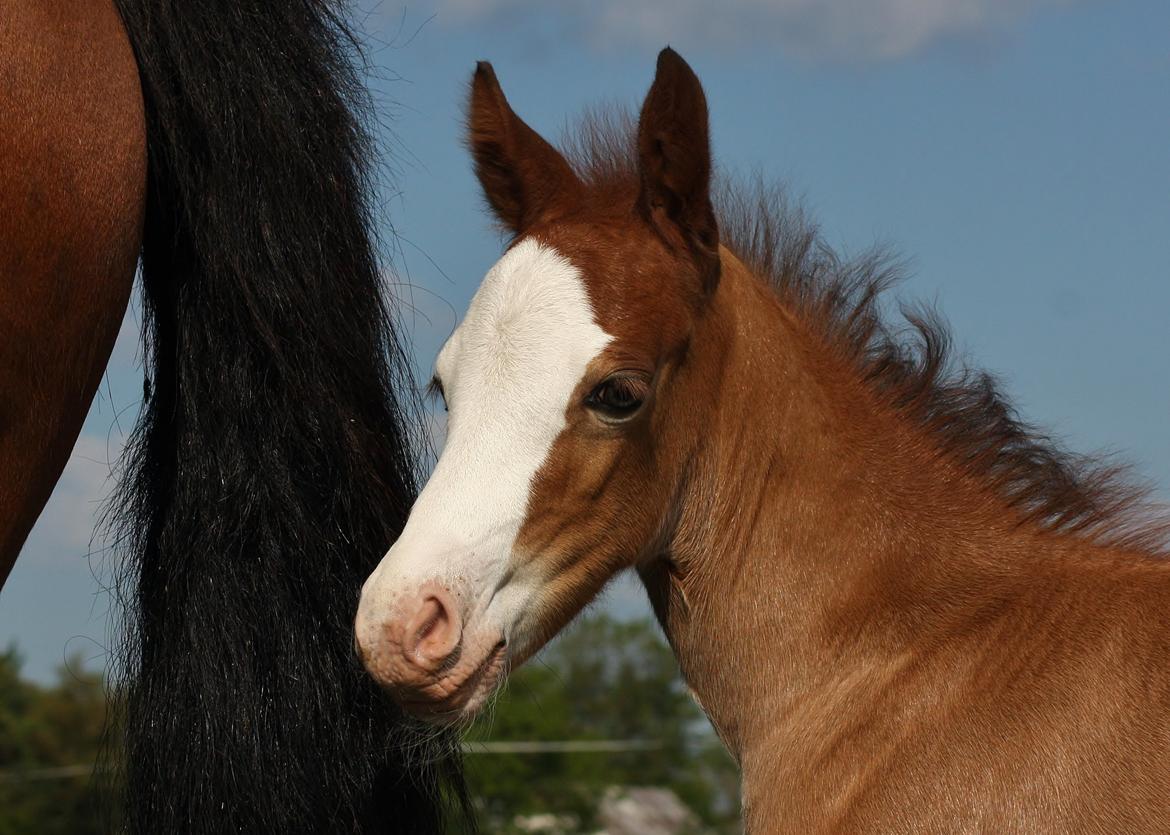 Welsh Cob (sec D) Melanders Flora - 10 dage gammel billede 11