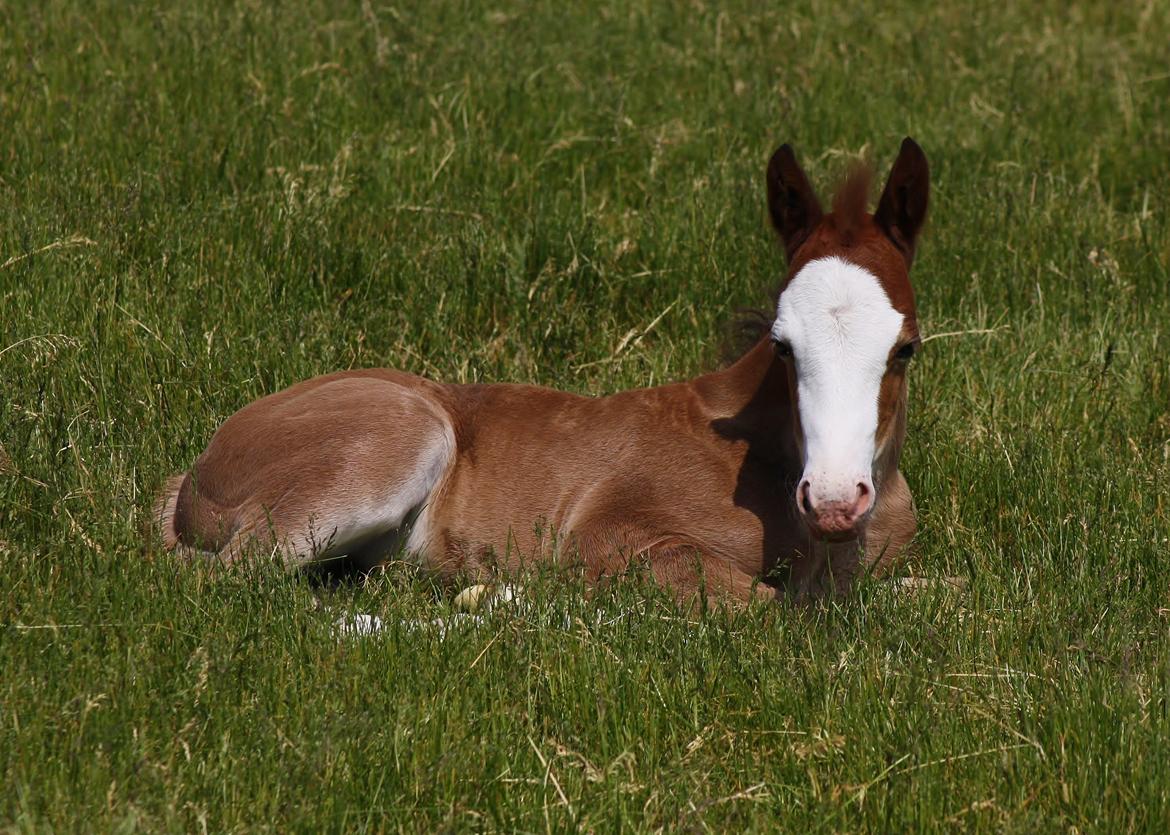 Welsh Cob (sec D) Melanders Flora - 10 dage gammel billede 14