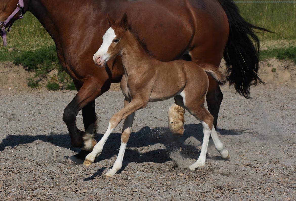 Welsh Cob (sec D) Melanders Flora - 12 dage gammel billede 16